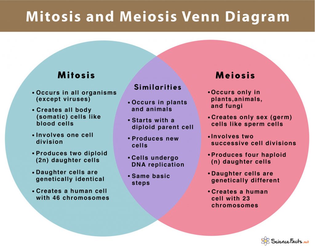 Mitosis And Meiosis Comparison Science Cells Mitosis Vs Meiosis Mitosis