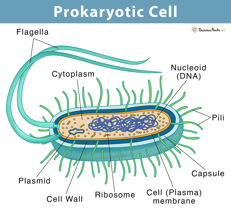 Prokaryotic Cell Definition Examples Structure