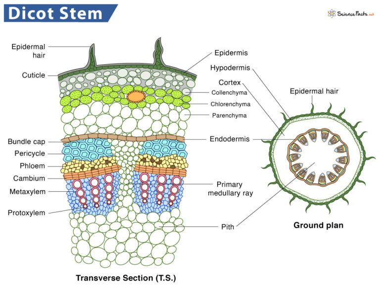 Monocot Vs Dicot Stem Differences Similarities