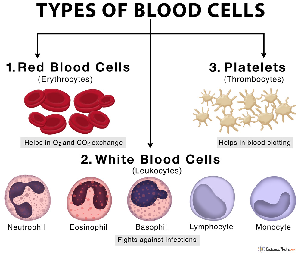 Parts Of A Red Blood Cell Diagram