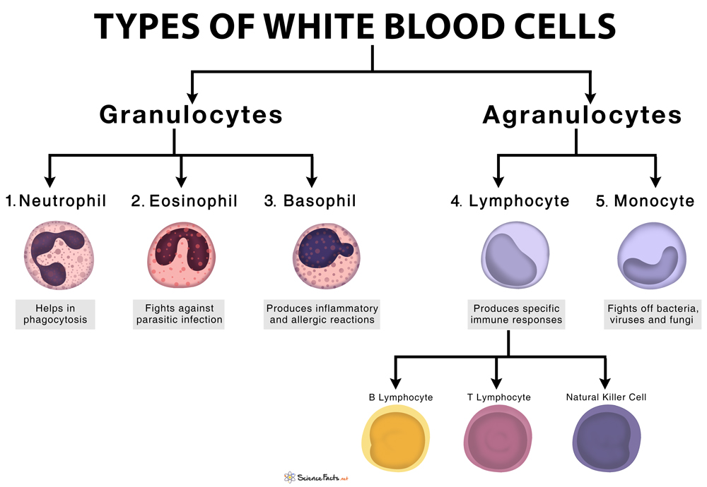 Types Of White Blood Cells Leukocytes With Functions And Picture | My ...