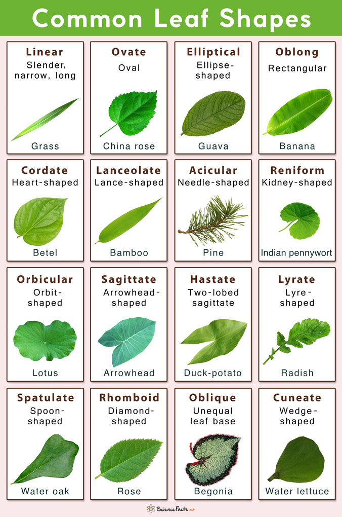 different types of tree leaves