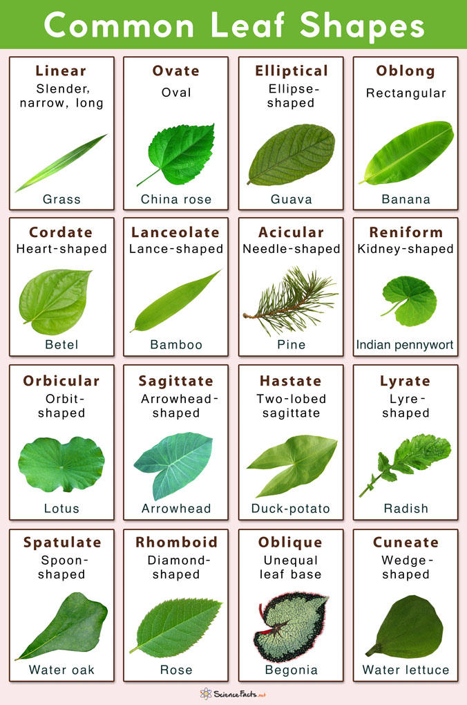 Different Types Of Leaves With Names And Pictures