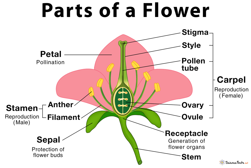 Parts of a Flower, Their Structure and Functions With Diagram