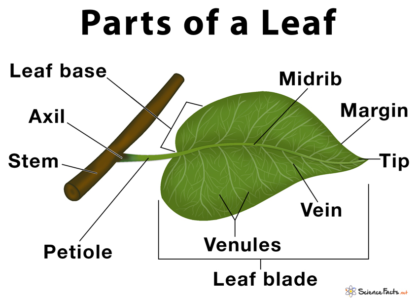 Parts of a Leaf, Their Structure and Functions With Diagram