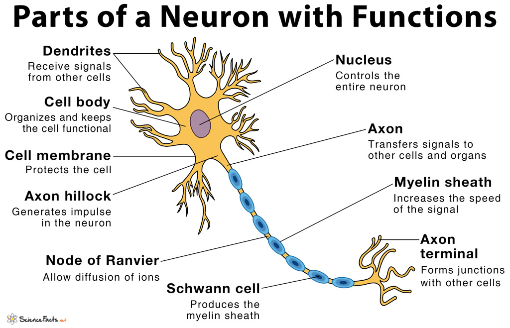 body to brain neurons