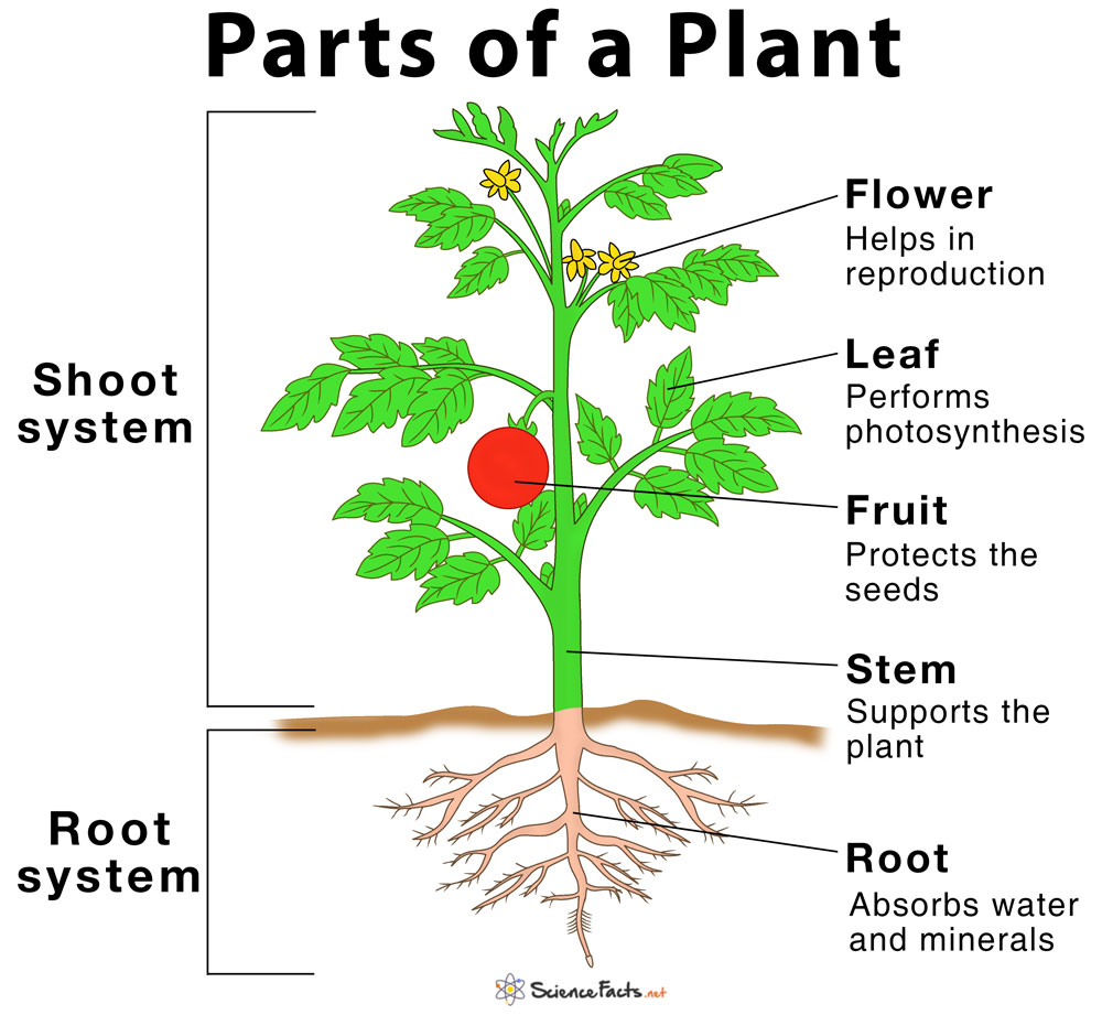 Main Parts Of A Plant Their Functions Structure Diagram