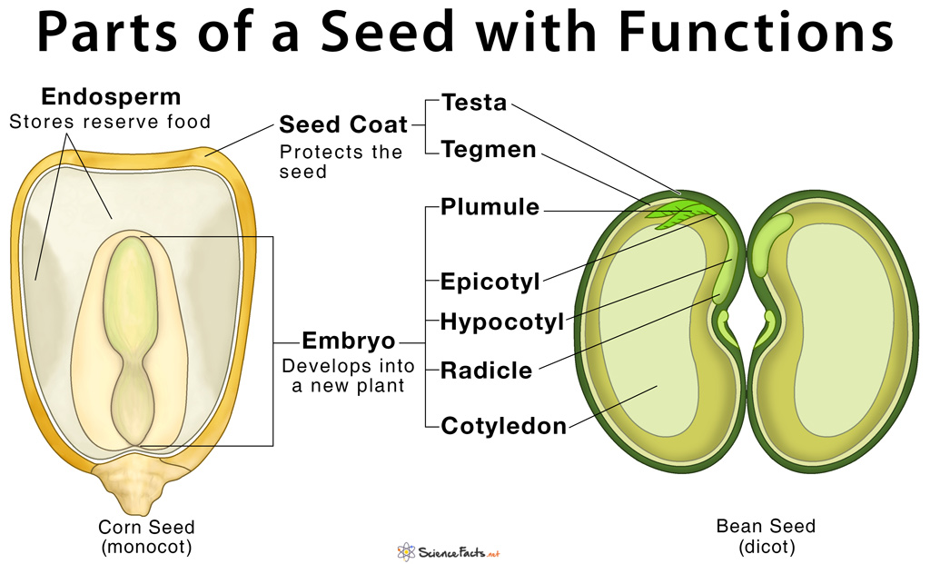 bean seedling diagram