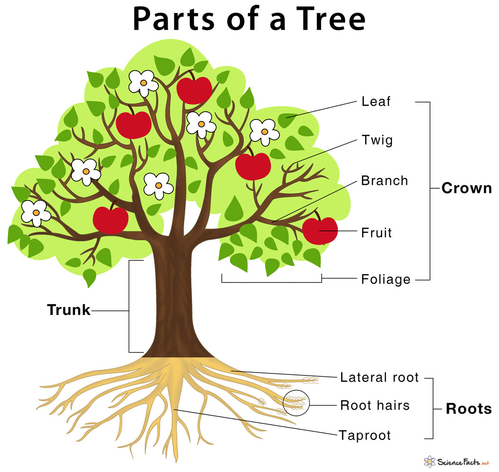 Parts Tree and Their Functions - Science Facts
