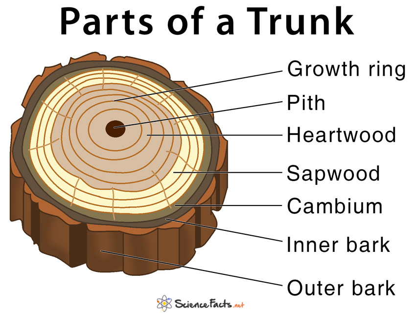 What Are The Parts Of A Tree Trunk And Their Functions - Design Talk