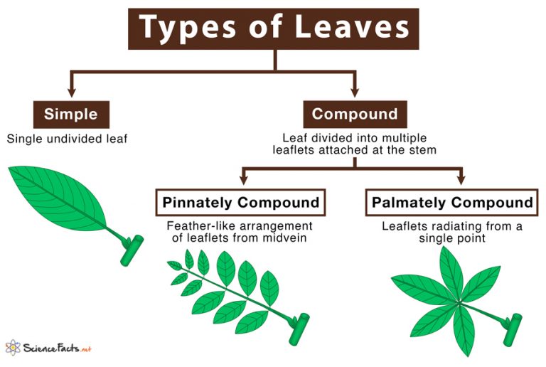 Different Types of Leaves with Names and Pictures