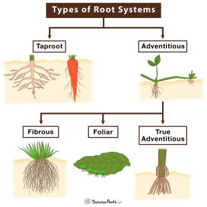 what are the different types of roots explain
