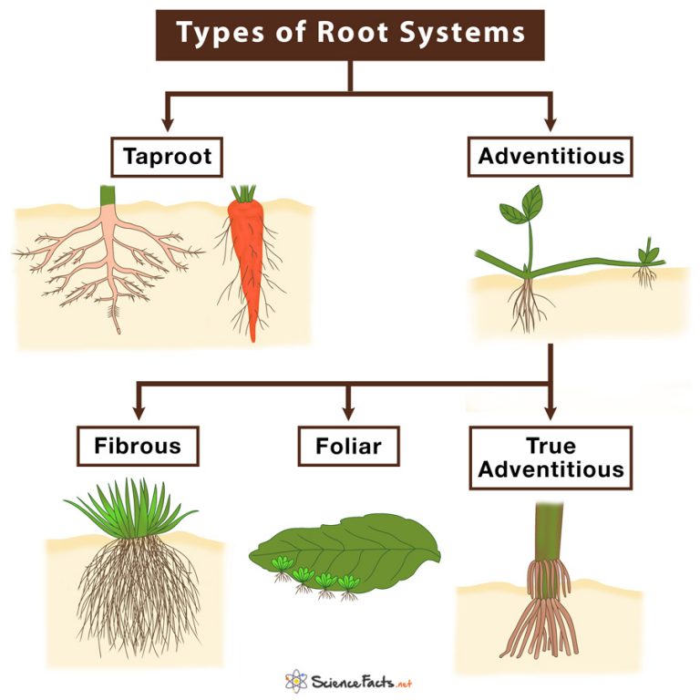 what are the different types of roots explain with examples