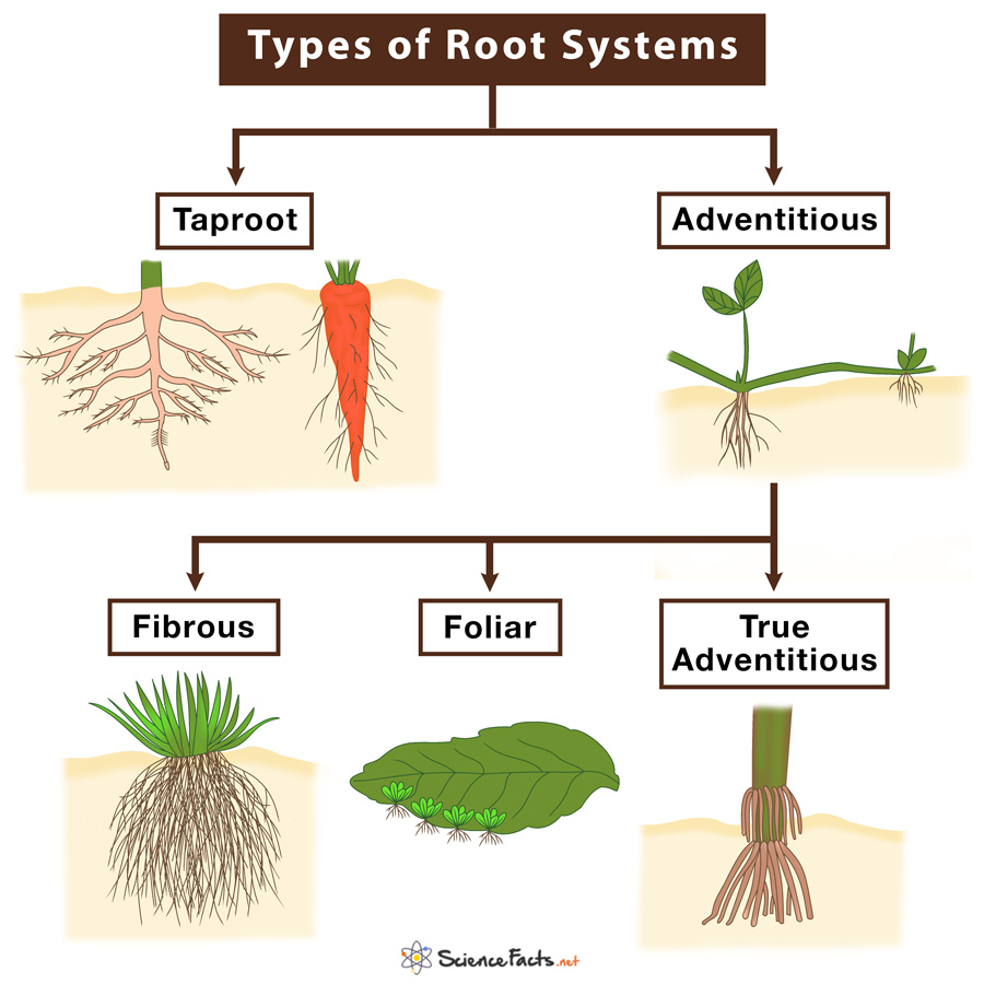 Types Of Roots With Examples And Diagrams