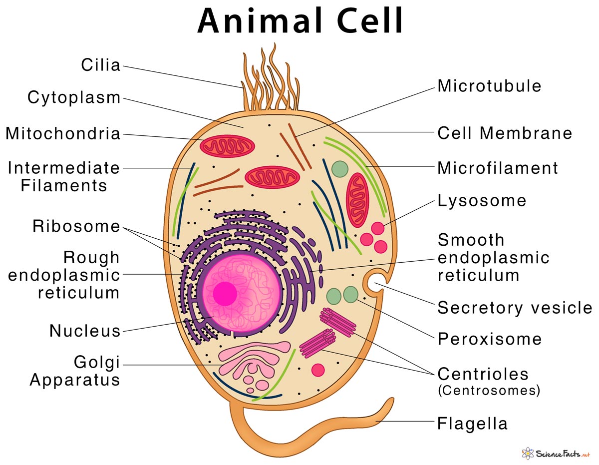 animal cell functions