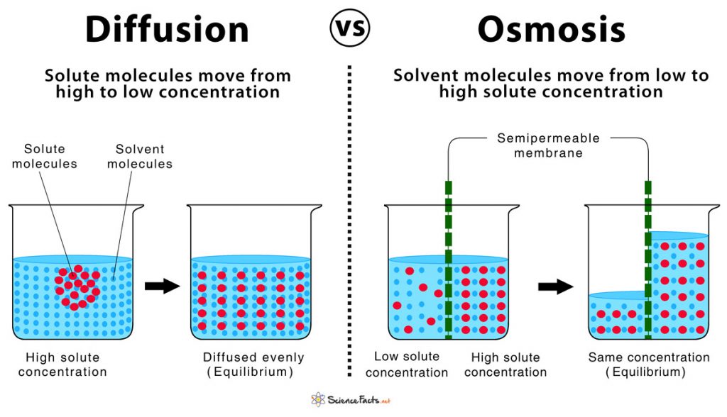 diffusion-and-osmosis-similarities-differences