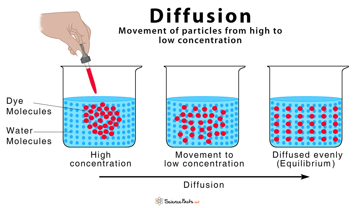 Diffusion Definition And How Does It Occur with Diagram 