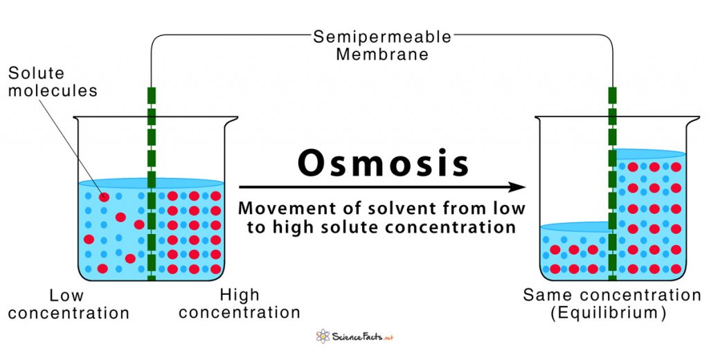 Osmosis Definition And How Does It Occur with Diagram 