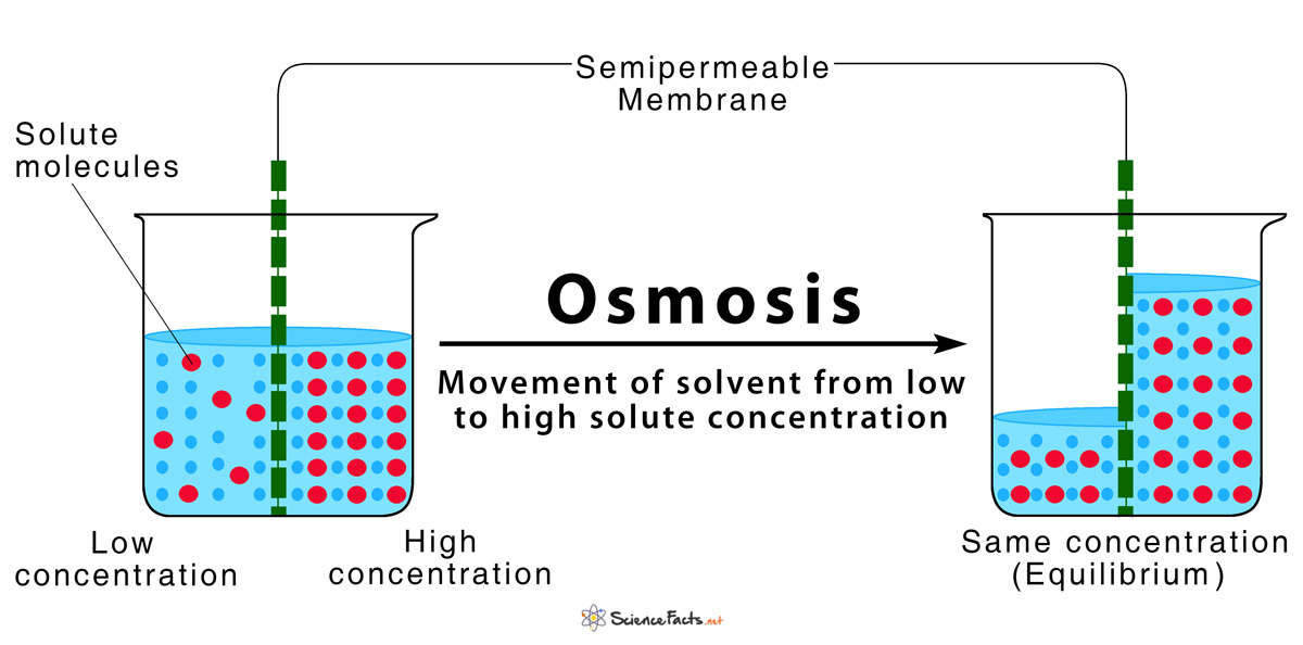 Describe Osmosis Using The Words Solute And Solvent