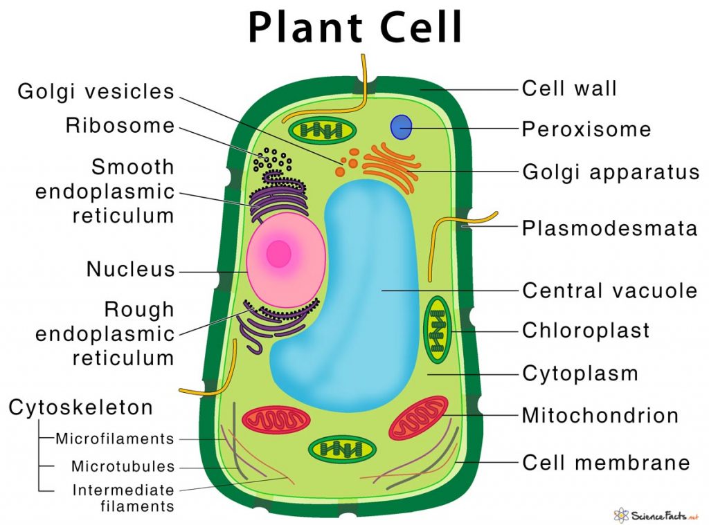 Why do plant cells have large vacuoles information