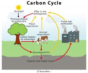 Carbon Cycle – Definition, Human Impacts, Importance & Diagram