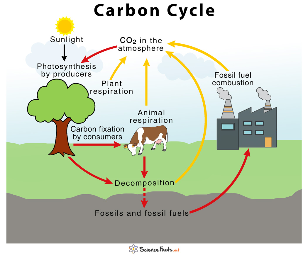 easy carbon cycle diagram