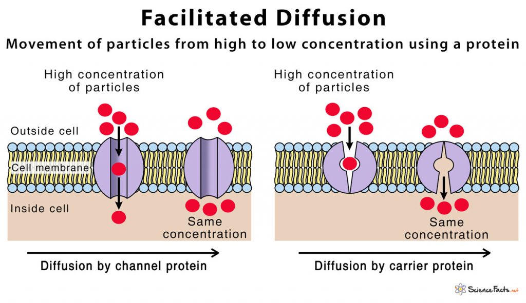 Facilitated Diffusion Science Facts