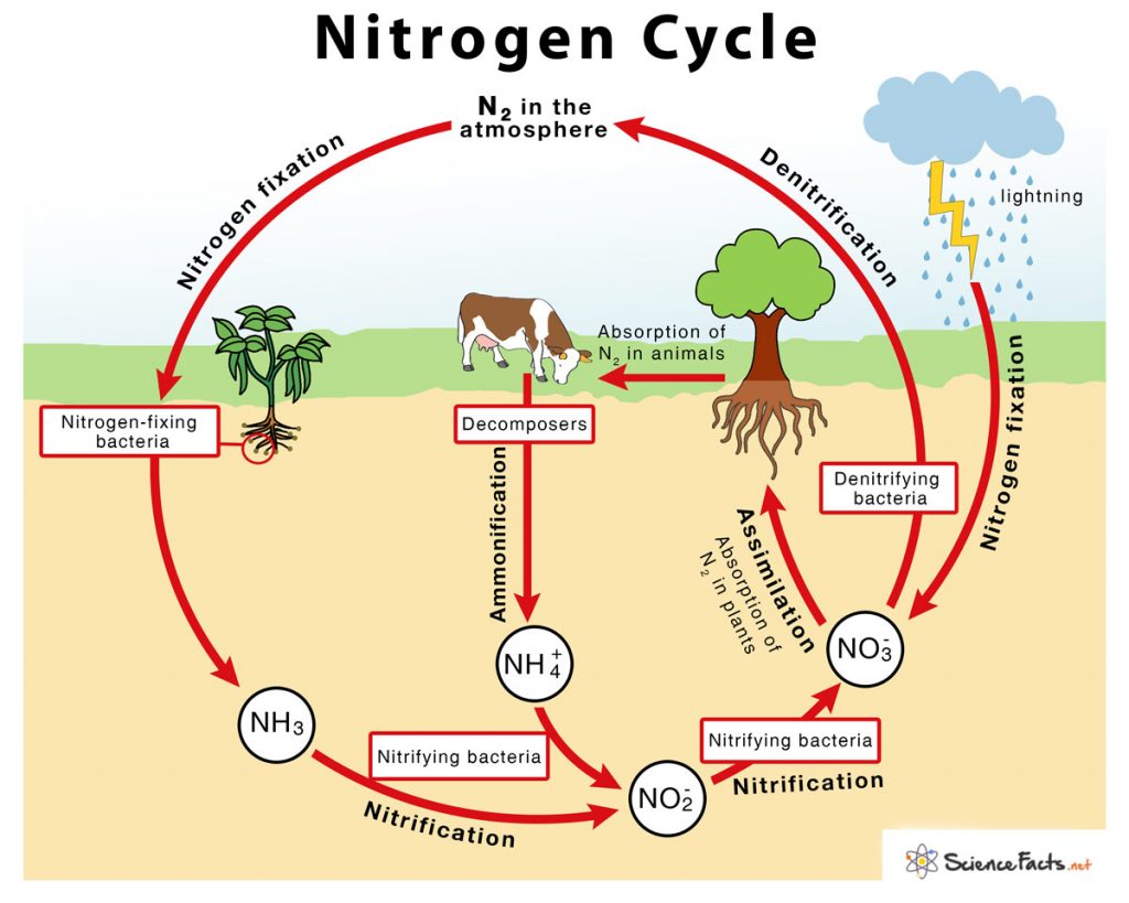 Nitrogen Cycle Definition Steps Importance With Diagram