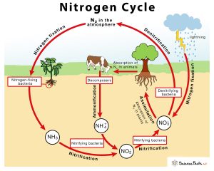 Nitrogen Cycle – Definition, Steps, Importance with Diagram