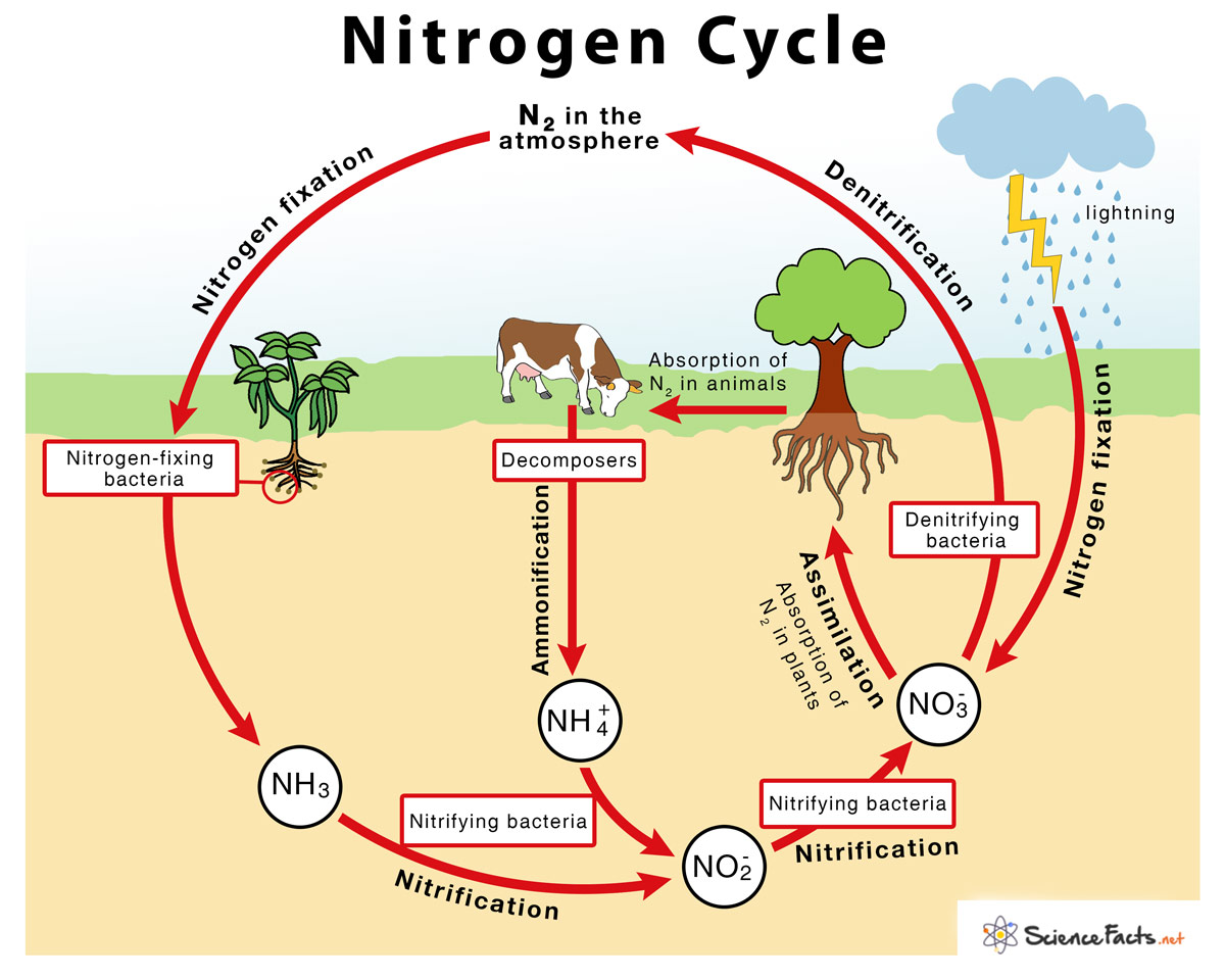 Biology  Nitrogen Fixation Diagram for Std 8  Meghnaunnicom