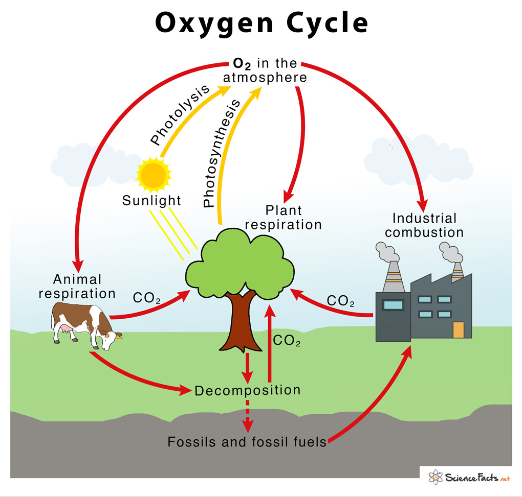 oxygen cycle drawing - YouTube
