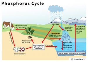 Phosphorus Cycle – Definition, Steps, Importance, With Diagram