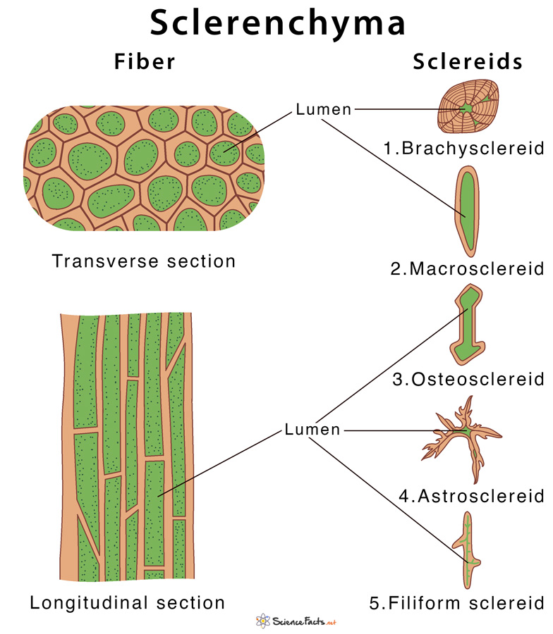Sclerenchyma - Definition, Meaning, Characteristics, Functions