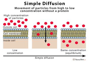 Simple Diffusion – Definition With Examples and Diagram