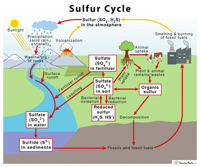 Sulfur Cycle with Diagram – Definition, Steps and Importance