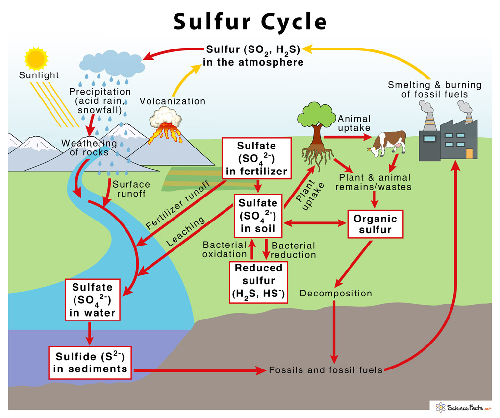 The Sulfur Cycle