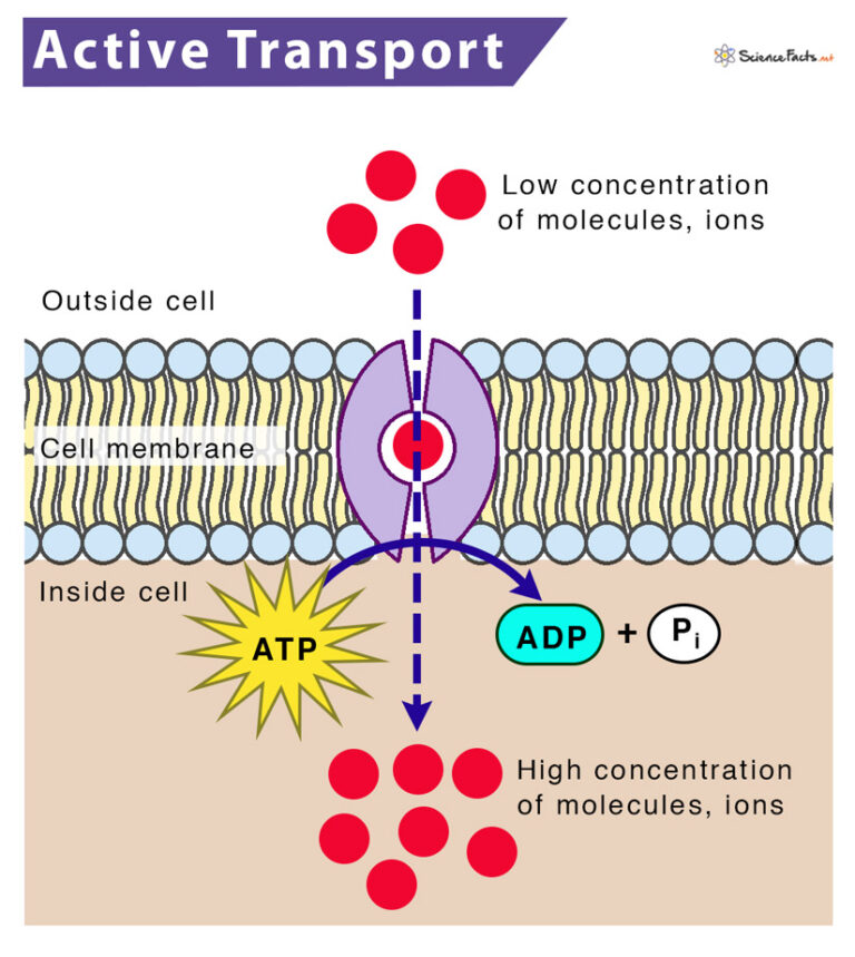 Active Transport Definition, Types, Functions and Diagram