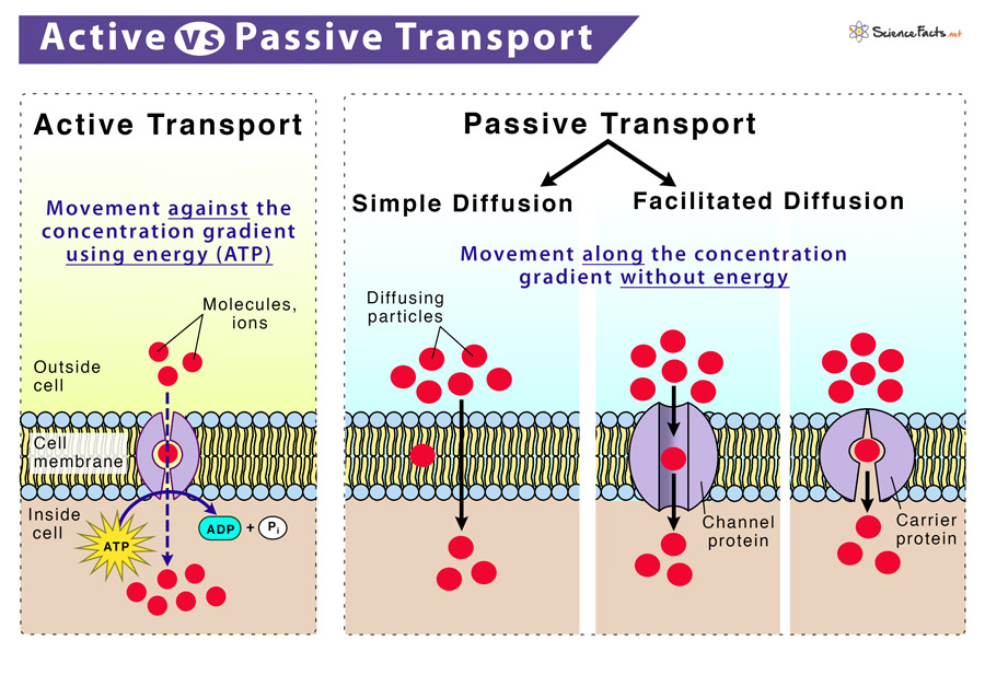 Active And Passive Transport Similarities And Differences