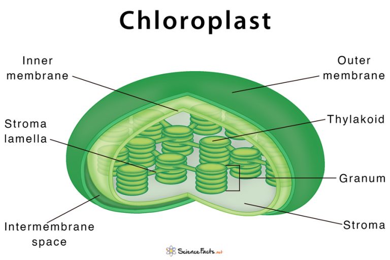 Chloroplast Definition, Structure, Functions with Diagram