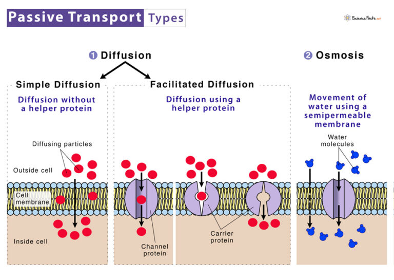 Passive Transport Definition Types Examples And Diagram