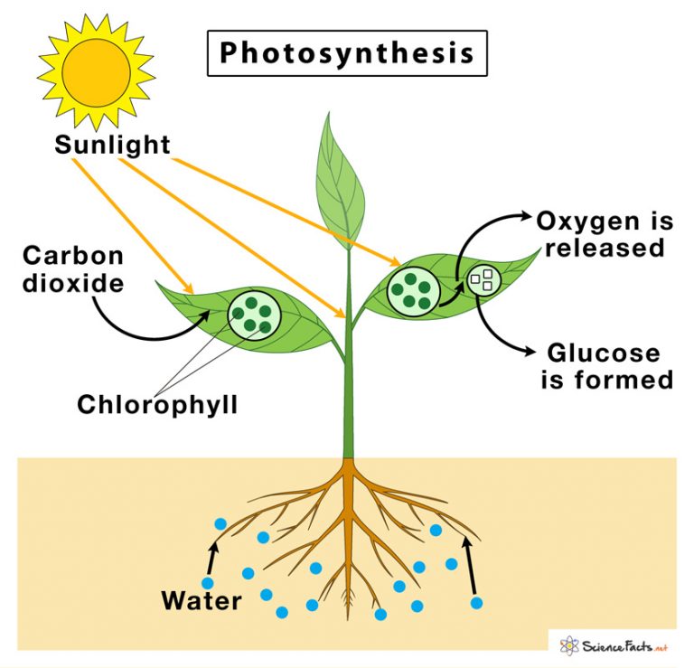 what is the end product of the photosynthesis