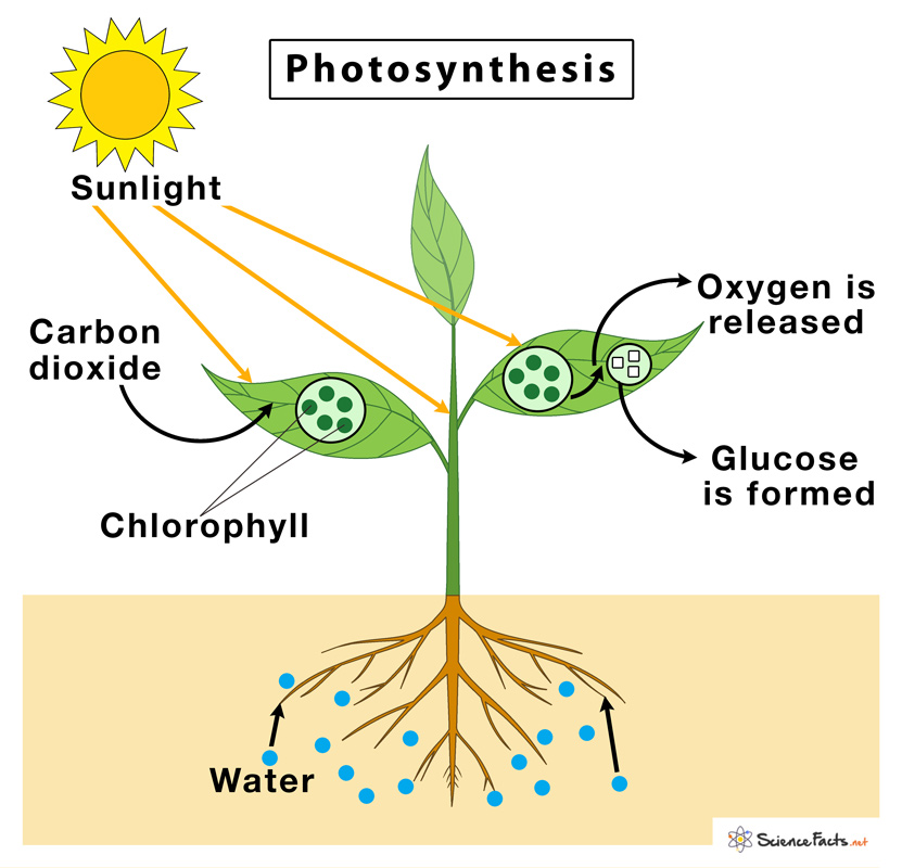 Photosynthesis Definition Steps And Formula With Diagram