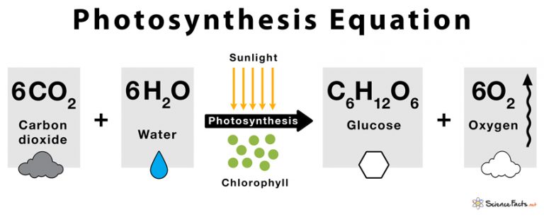 photosynthesis-definition-steps-and-formula-with-diagram