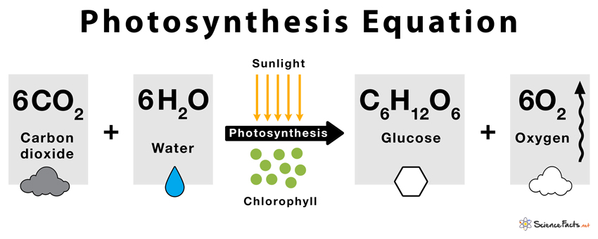 end product of photosynthesis formula
