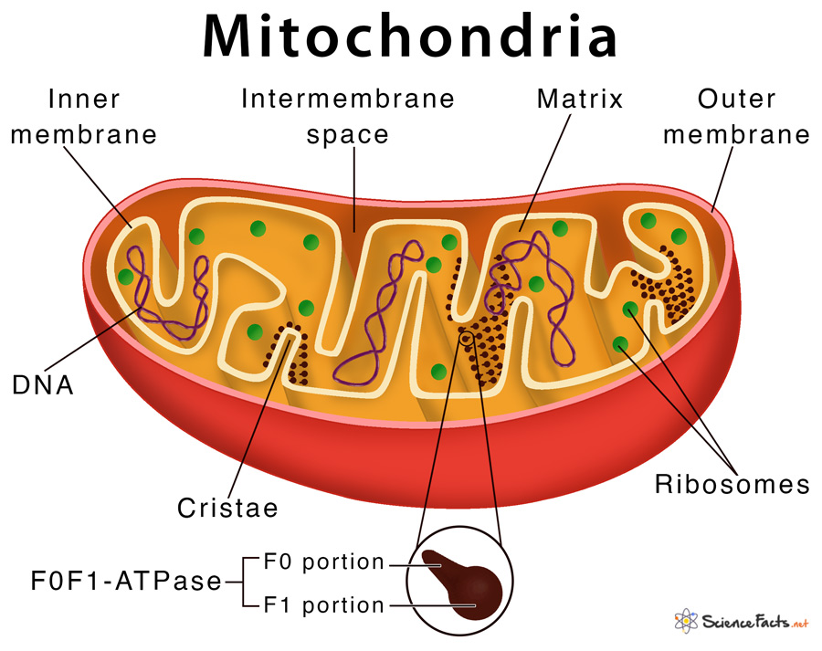 matrix of mitochondria