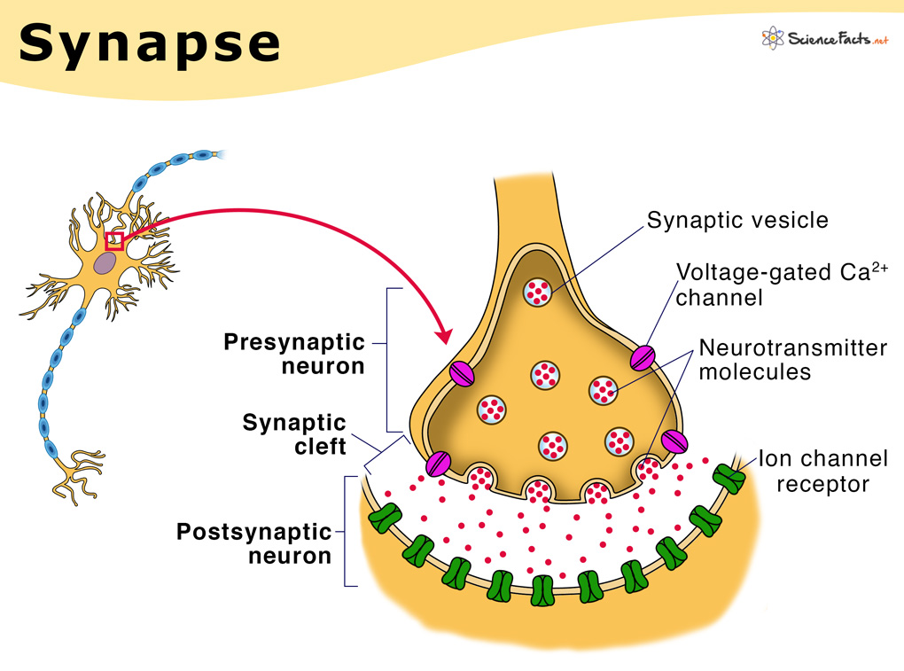 Synapse – Definition, Types, Structure, Functions, and Diagram