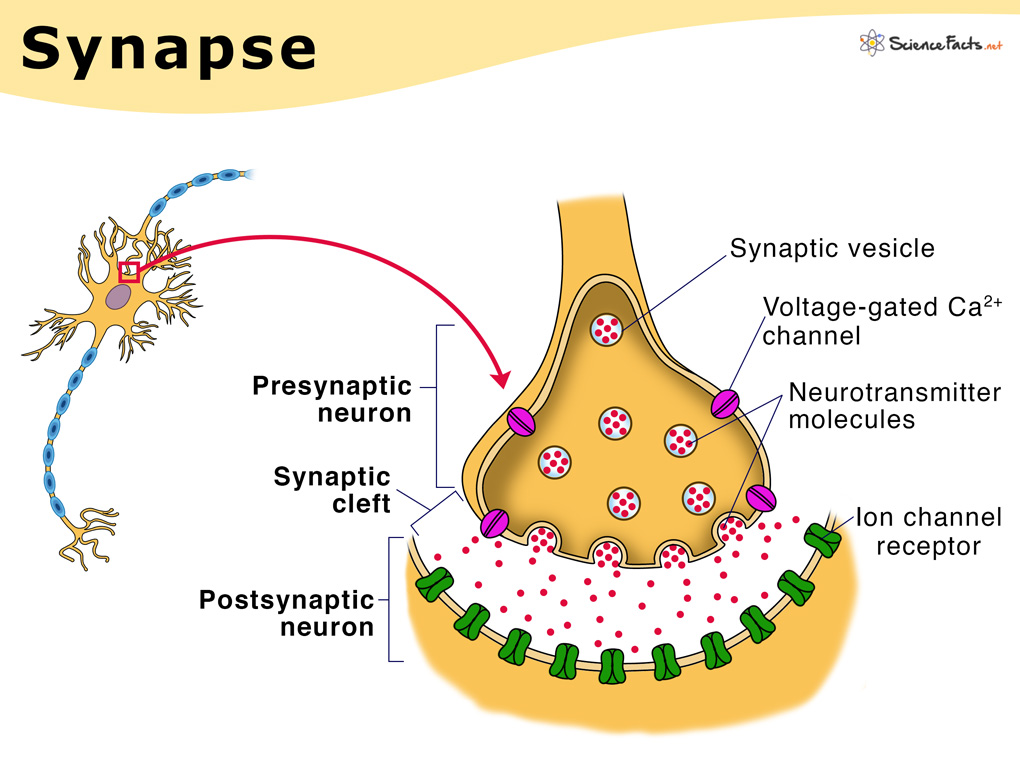 Synapse Definition Types Structure Functions And Diagram