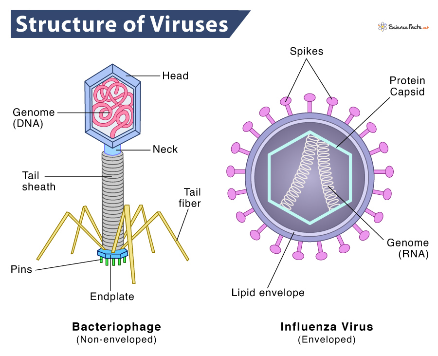 Virus Definition, Parts, Structure, Characteristics, Diagram