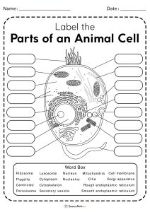 Animal Cell – Structure, Parts, Functions, Types With Diagram