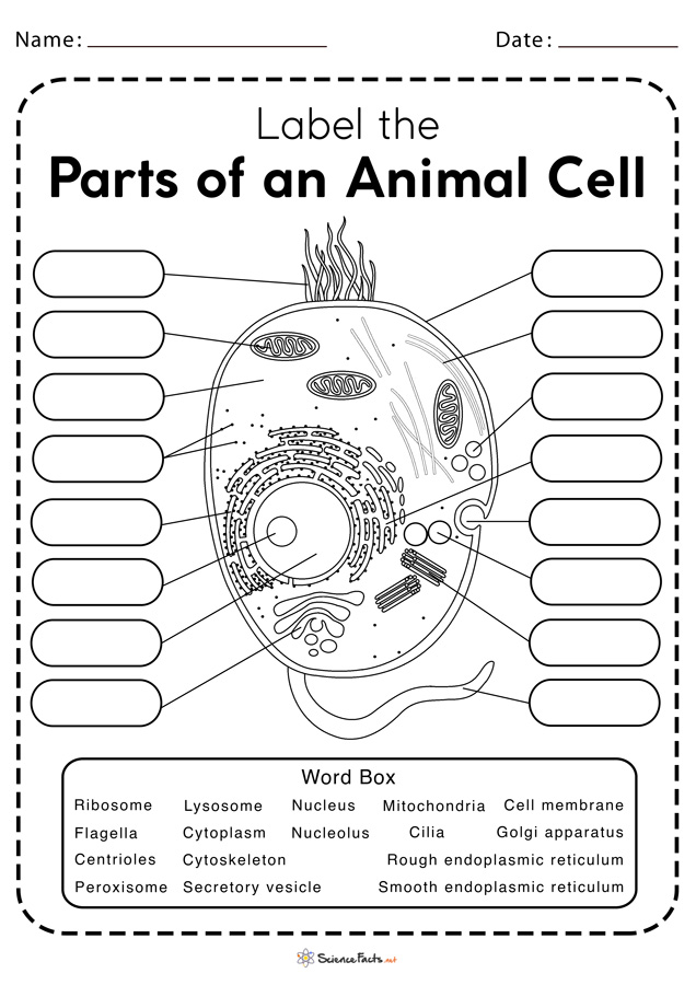 Free Printable Worksheet Simple Animal Cell